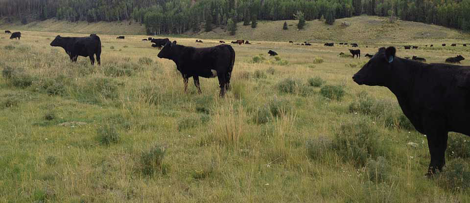 Black Angus Cattle on Salazar Ranch