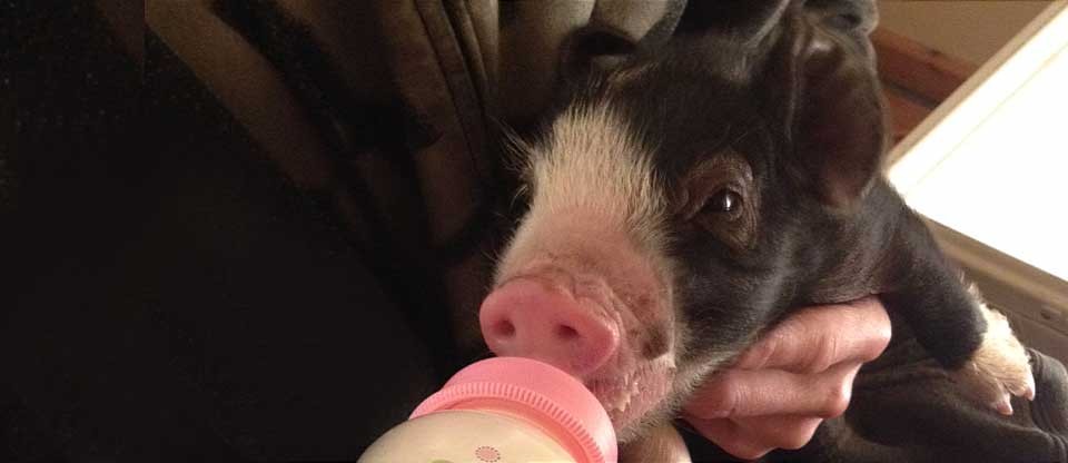 Piglet being fed from a bottle at Salazar Ranch